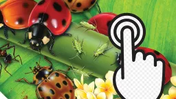 Ladybug image